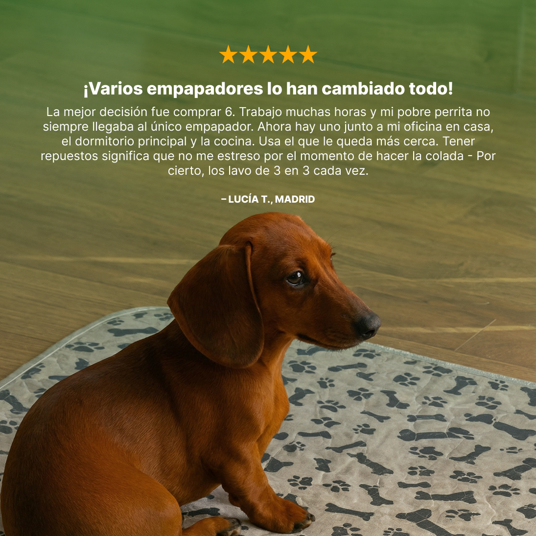 SHELTERPAD™ | La Alfombrilla Reutilizable que Los Perros Usan Sin Entrenamiento